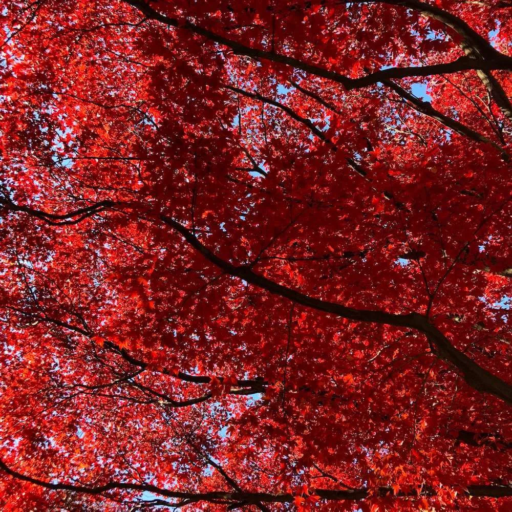 Autumn Haiku