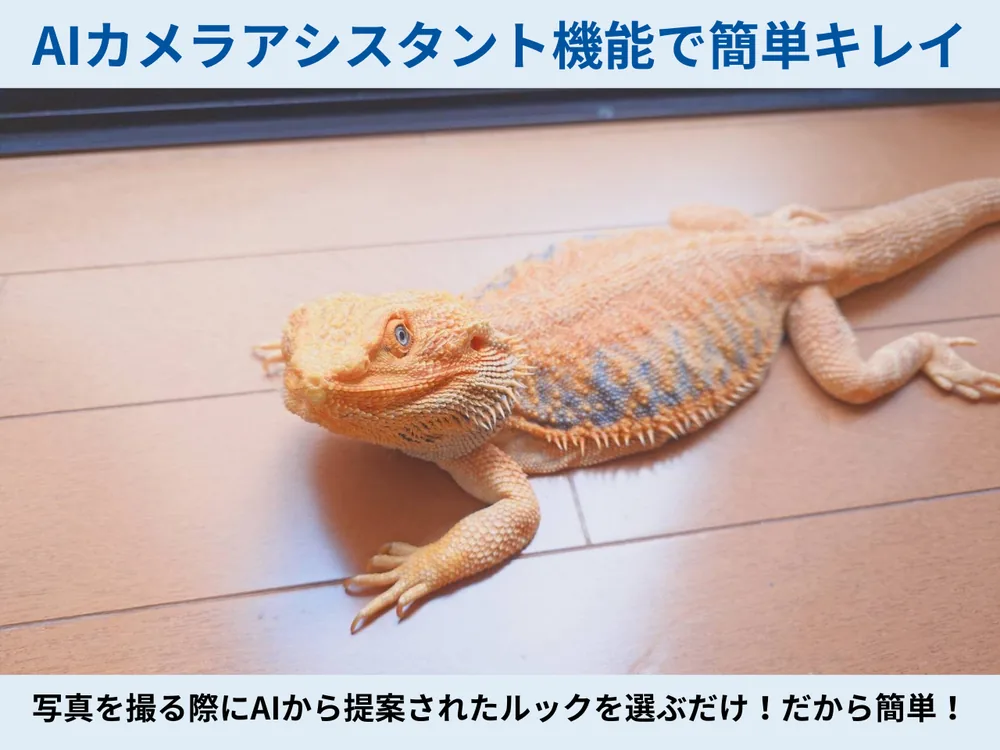Xperia 1 VIIIのAIカメラアシスタント機能で撮影した写真